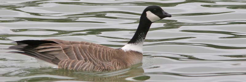 canada goose with white ring around neck