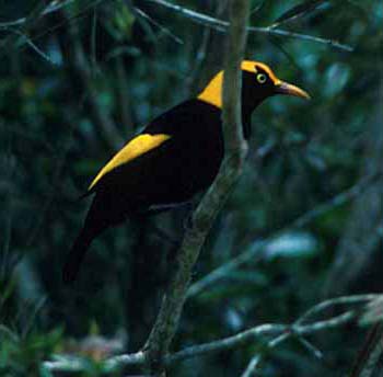 Australian Bowerbird