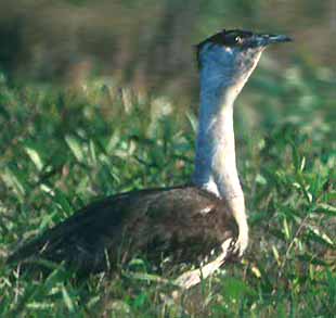 great indian bustard