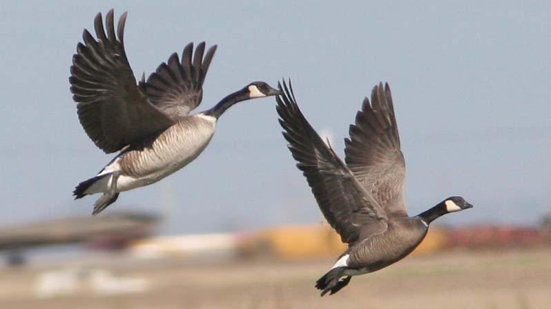 Canada goose vs other cheap geese