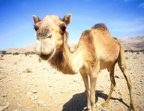 camelus