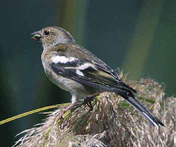 Nz Finches