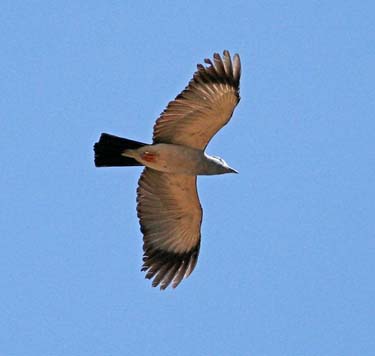 Cuckoo Flying