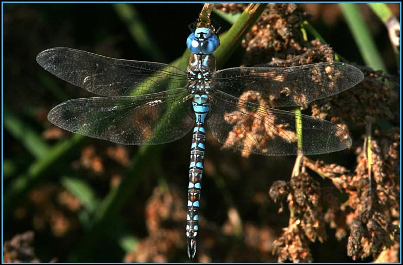 Darner