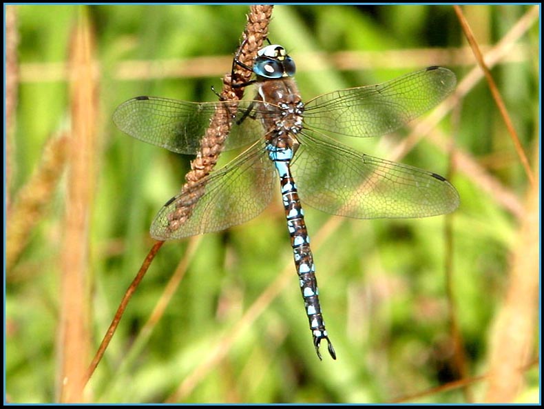 california-darner