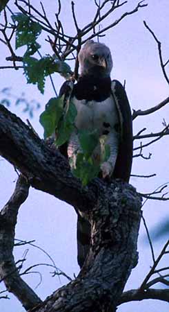 Seeing the Harpy Eagle