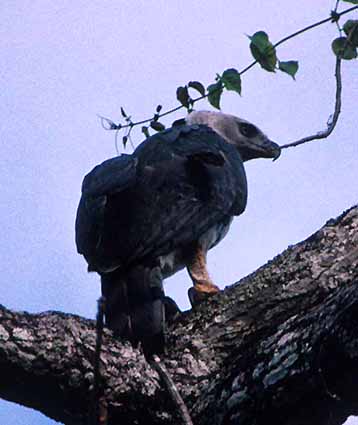 Seeing the Harpy Eagle