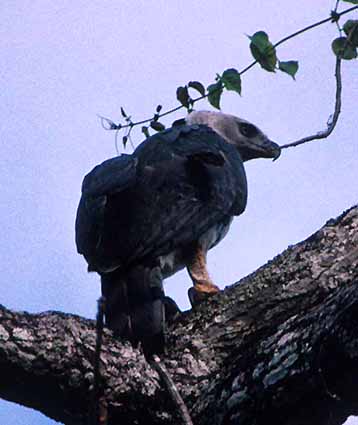 Harpy eagles may disappear as the  forest is cleared •