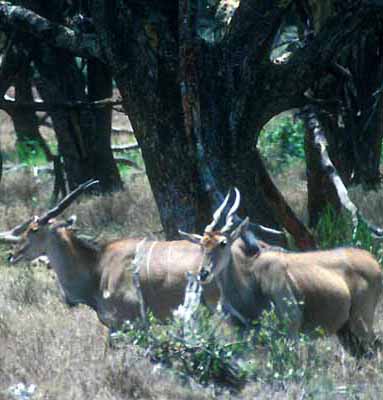 spiral horned antelope