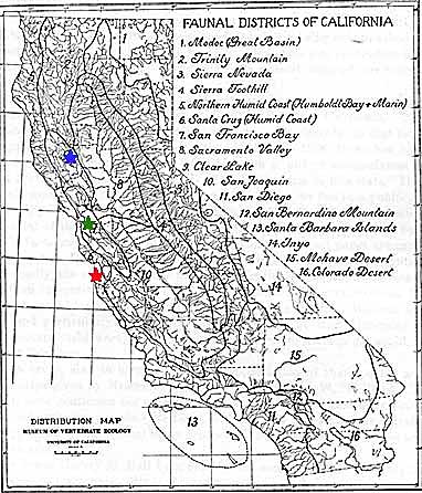 California+state+bird+pictures