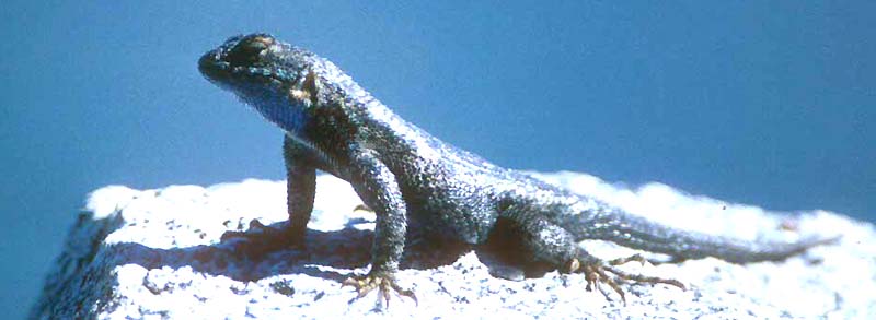 Identifying Western Fence Lizards and Common Sagebrush Lizards