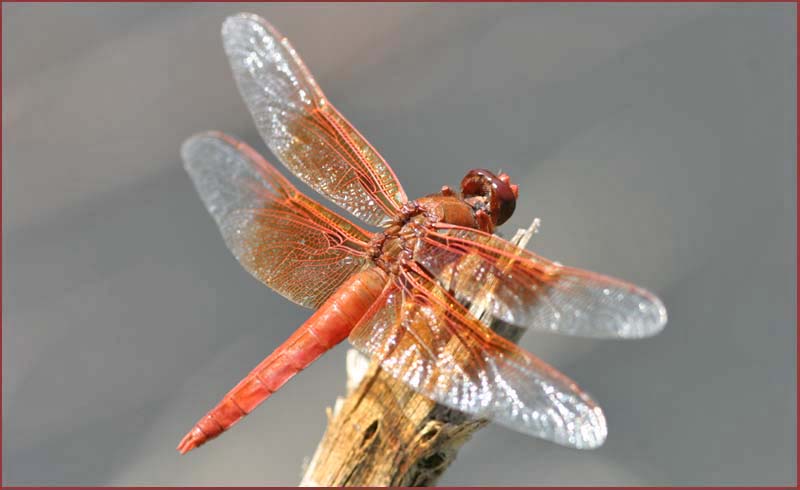 flame skimmer