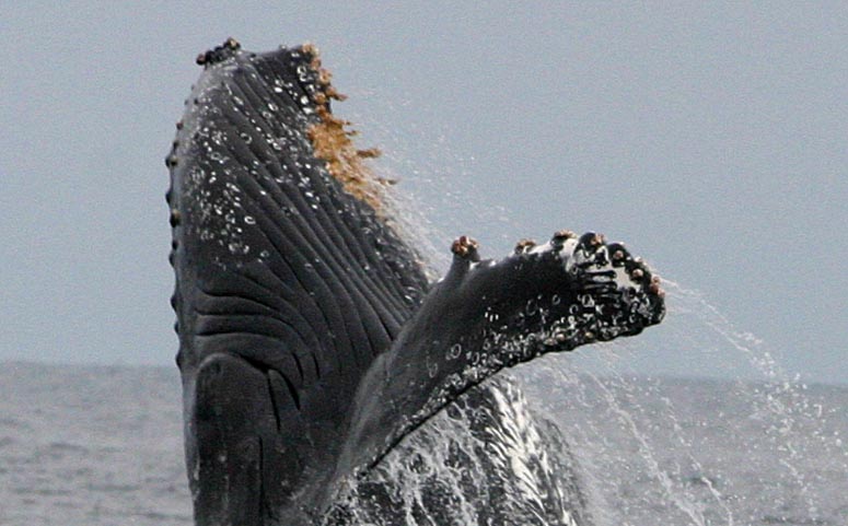 commensalism barnacles and whales