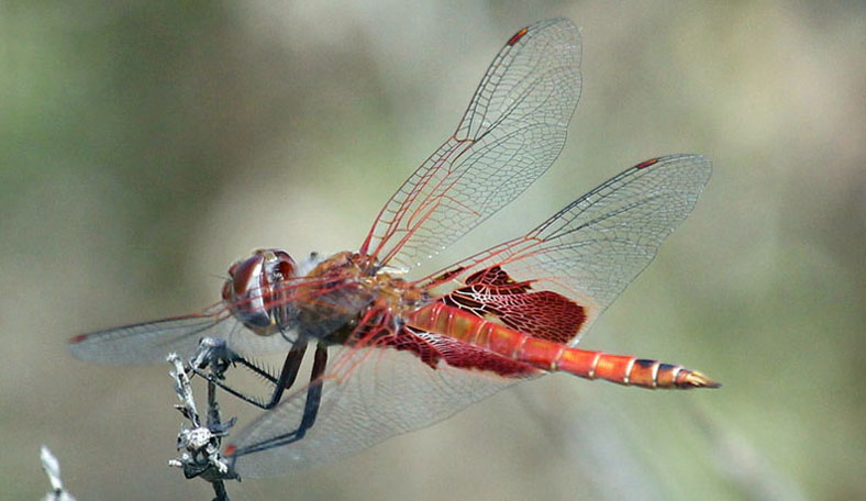 Red Saddlebags in Monterey County