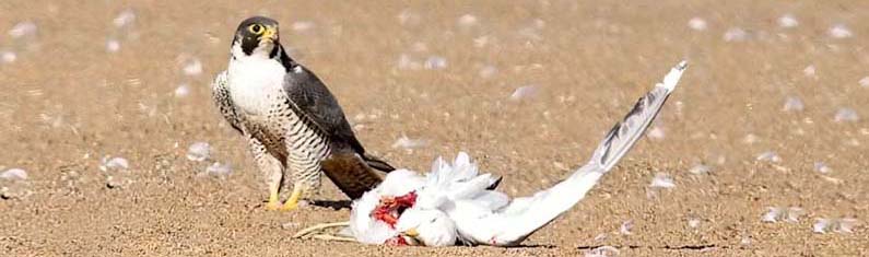 Why Peregrine Falcons Are Calling Philadelphia Home