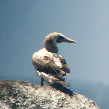 Masked Booby Overview, All About Birds, Cornell Lab of Ornithology