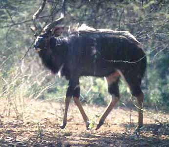 Male Nyala