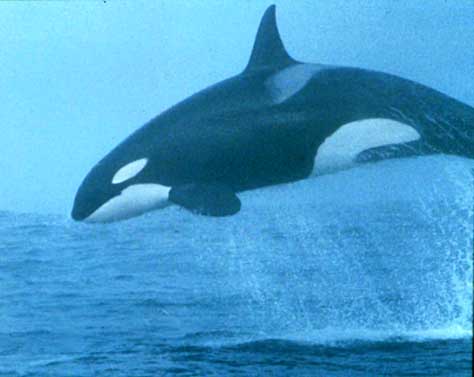 orca whale pictures. Whalequot;) Orcinus orca