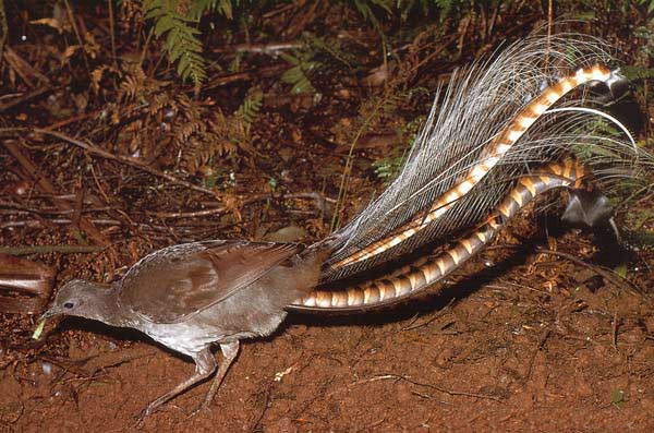 http://creagrus.home.montereybay.com/SLyrebird-foraging-Beste2.jpg