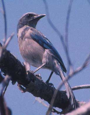 Fledgling western scrub jay