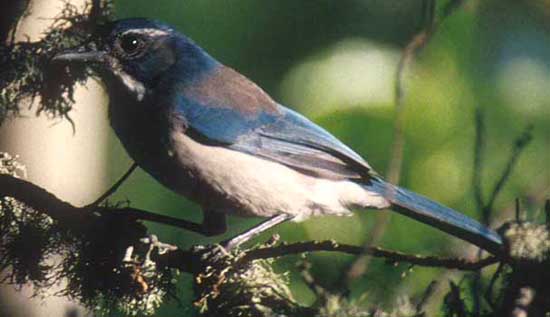 Fledgling western scrub jay