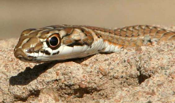 Snakes Of Botswana