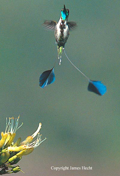 spatuletail hummingbird