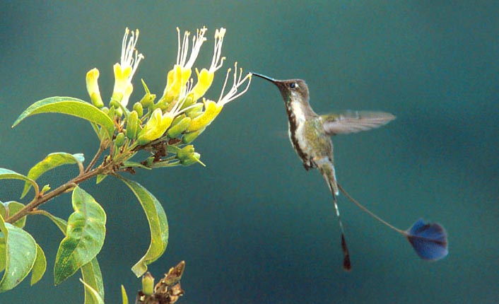 Marvellous Spatuletail: Nature's Most Charming Bird Species - HubPages