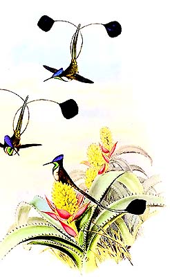 Marvellous Spatuletail: Nature's Most Charming Bird Species - HubPages