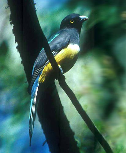 Trogon Birds