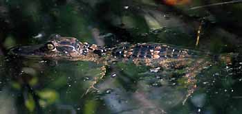 American Alligator Baby