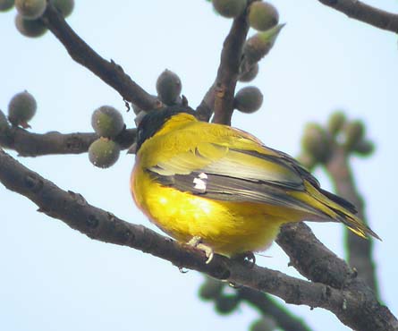 Oriole is an Old World family of passerine birds. Orange Songbird