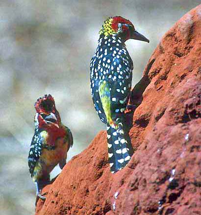 barbets