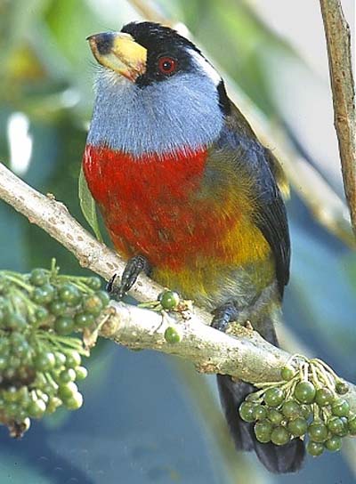 barbets