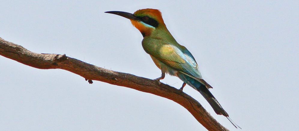 Bee-eater family Meropidae