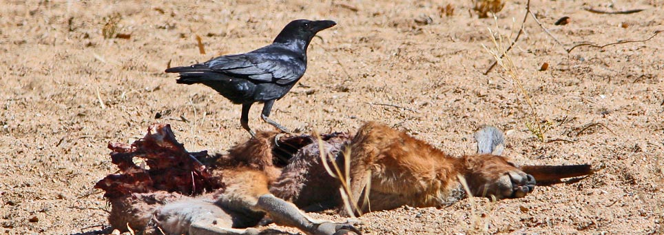 Crows: Everything you need to know about the whole corvid family