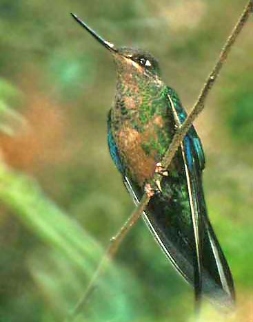 Humming Birds on Hummingbirds Range In Size From The Smallest Birds On Earth
