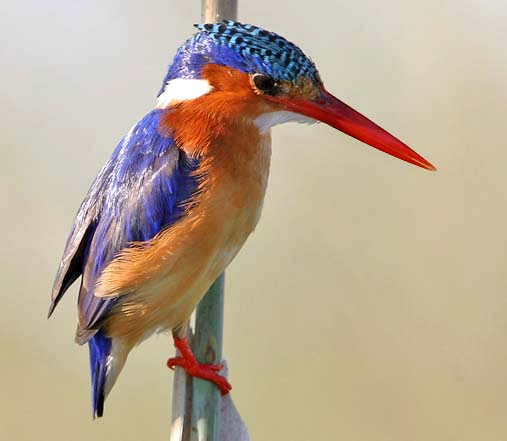 29-common-kingfisher-images-arumihikaru