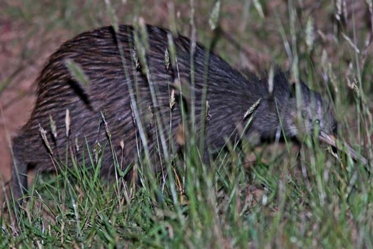 Kiwi family Apterygidae