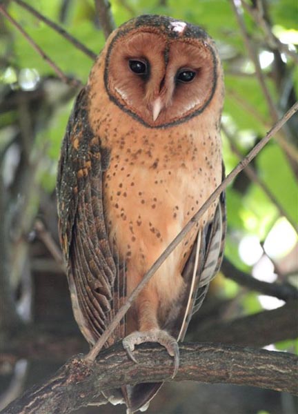 Barn Owl Family Tytonidae