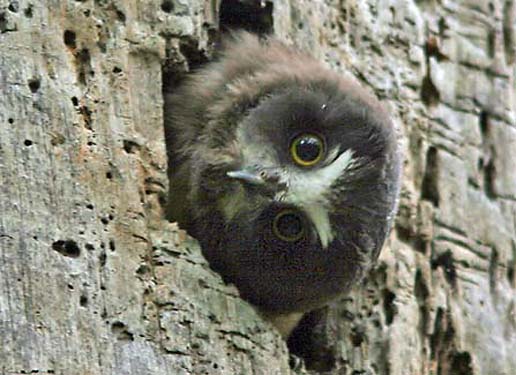  Best Little Brother Ever - Cute Owl Owls Siblings