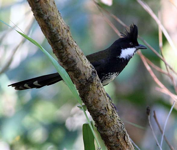 Whip Bird Australia