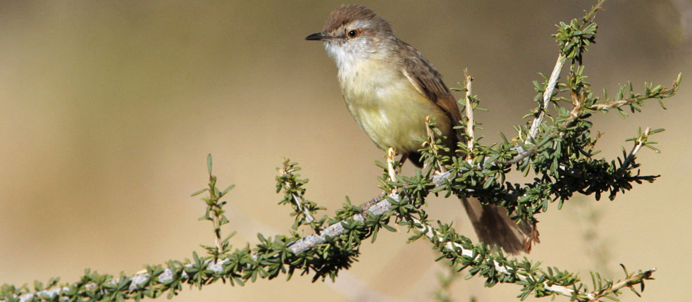 Tawny-flanked Prinia - eBird