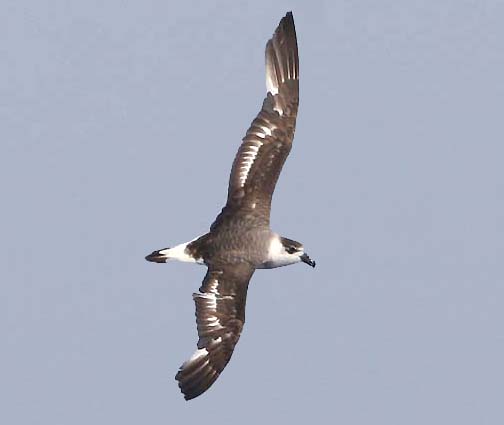 Birds of America;. Birds -- North America. FULiMARS, SHEARWATERS, AND  PETRELS 8i spread wings, stretched stiff as a board, it will remain poised  and balanced against a strong half-gale, or glide