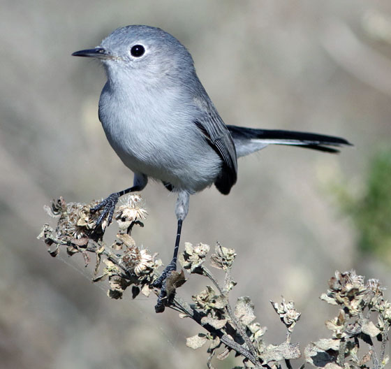 Blue-gray Gnatcatcher - ID, Facts, Diet, Habit & More