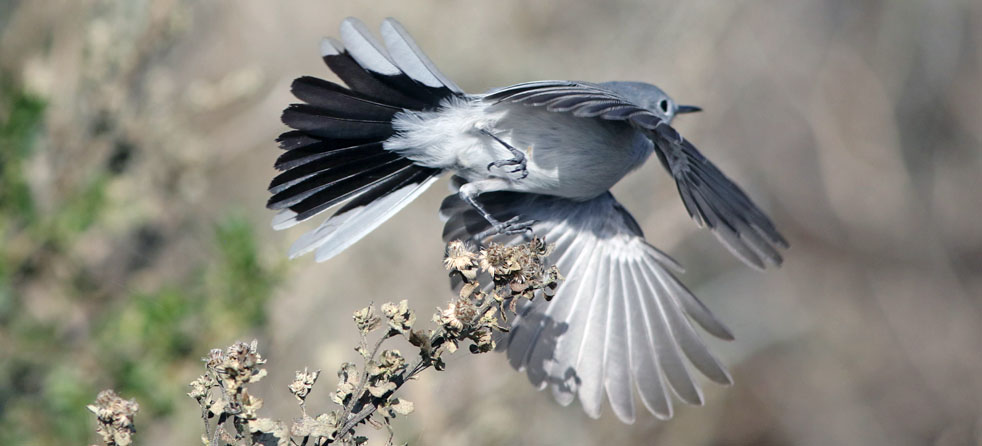 California Gnatcatcher