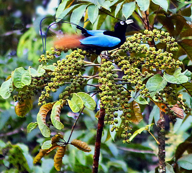 blue bird of paradise animal