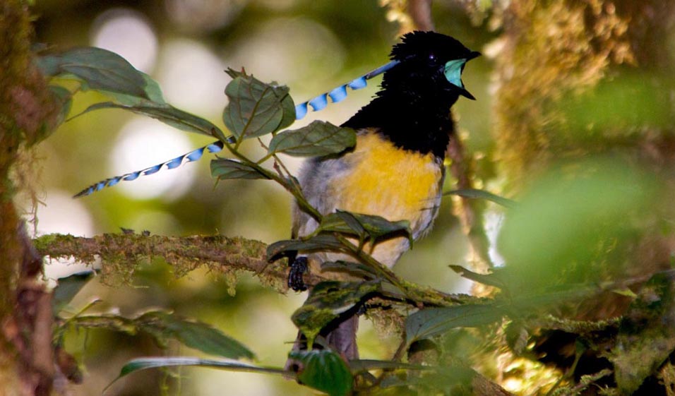 Birds of Paradise family Paradisaeidae