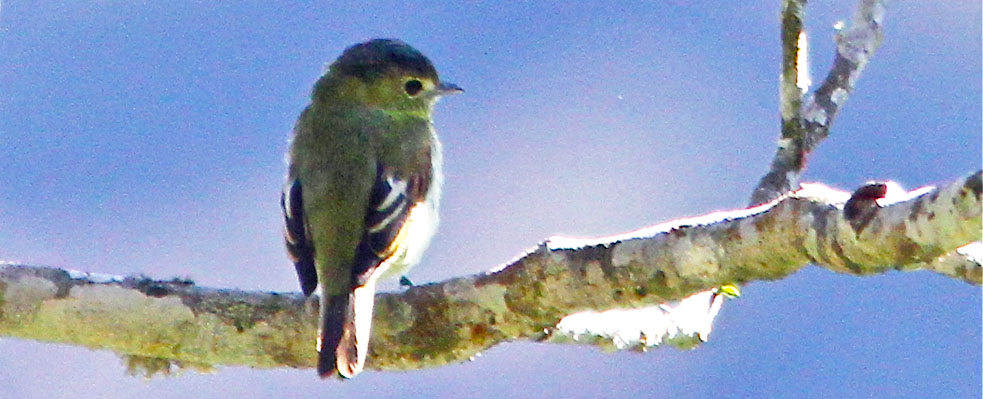 The Flycatcher Bird Family: Midair Masters - Birds and Blooms