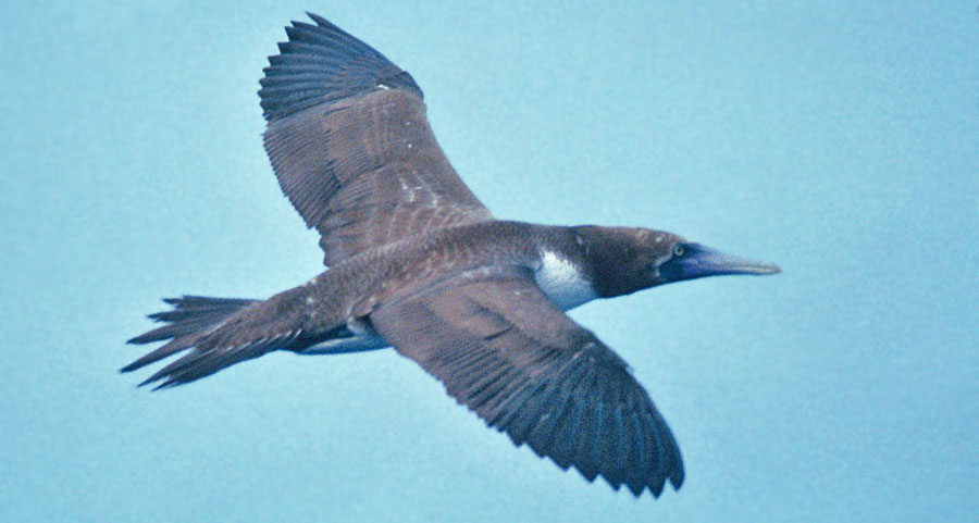 brown booby immature